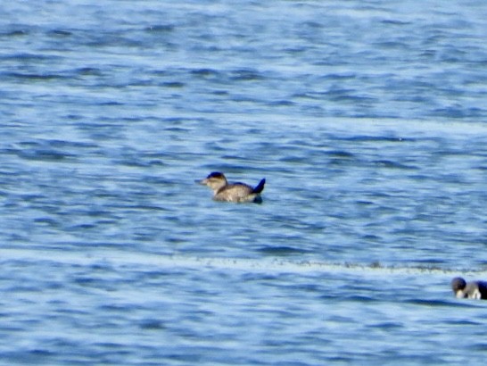 Савка американська - ML645180553