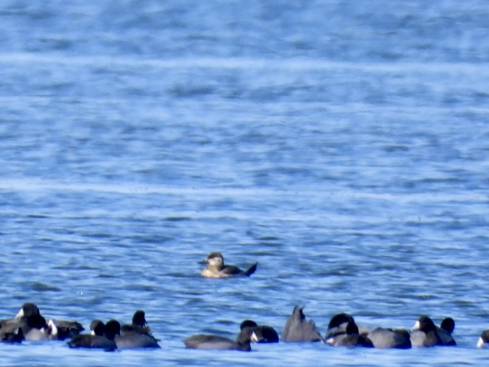 Савка американська - ML645180554