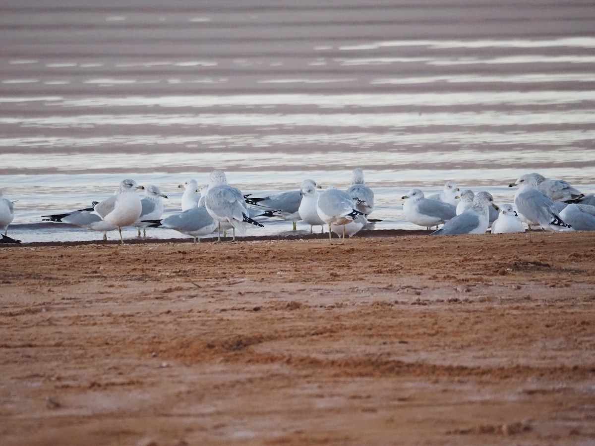 Ring-billed Gull - ML645180555