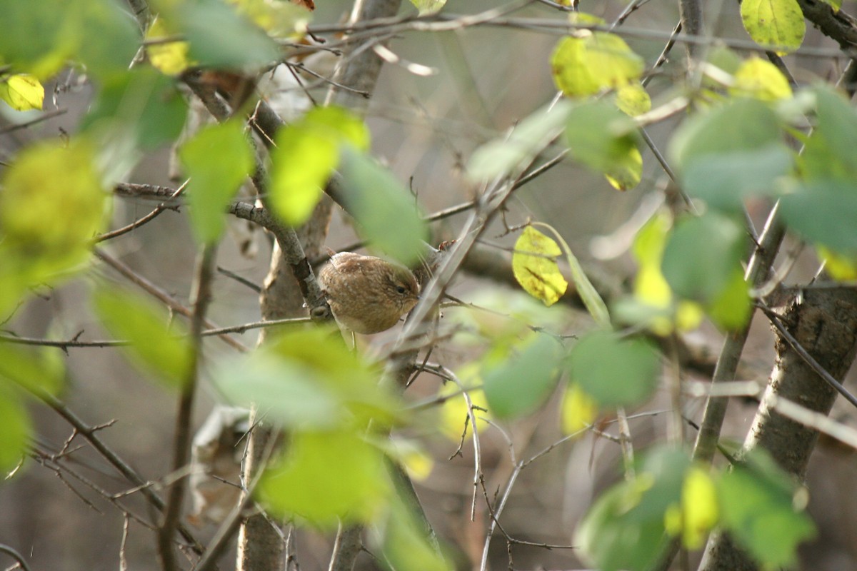 Winter Wren - ML645180558