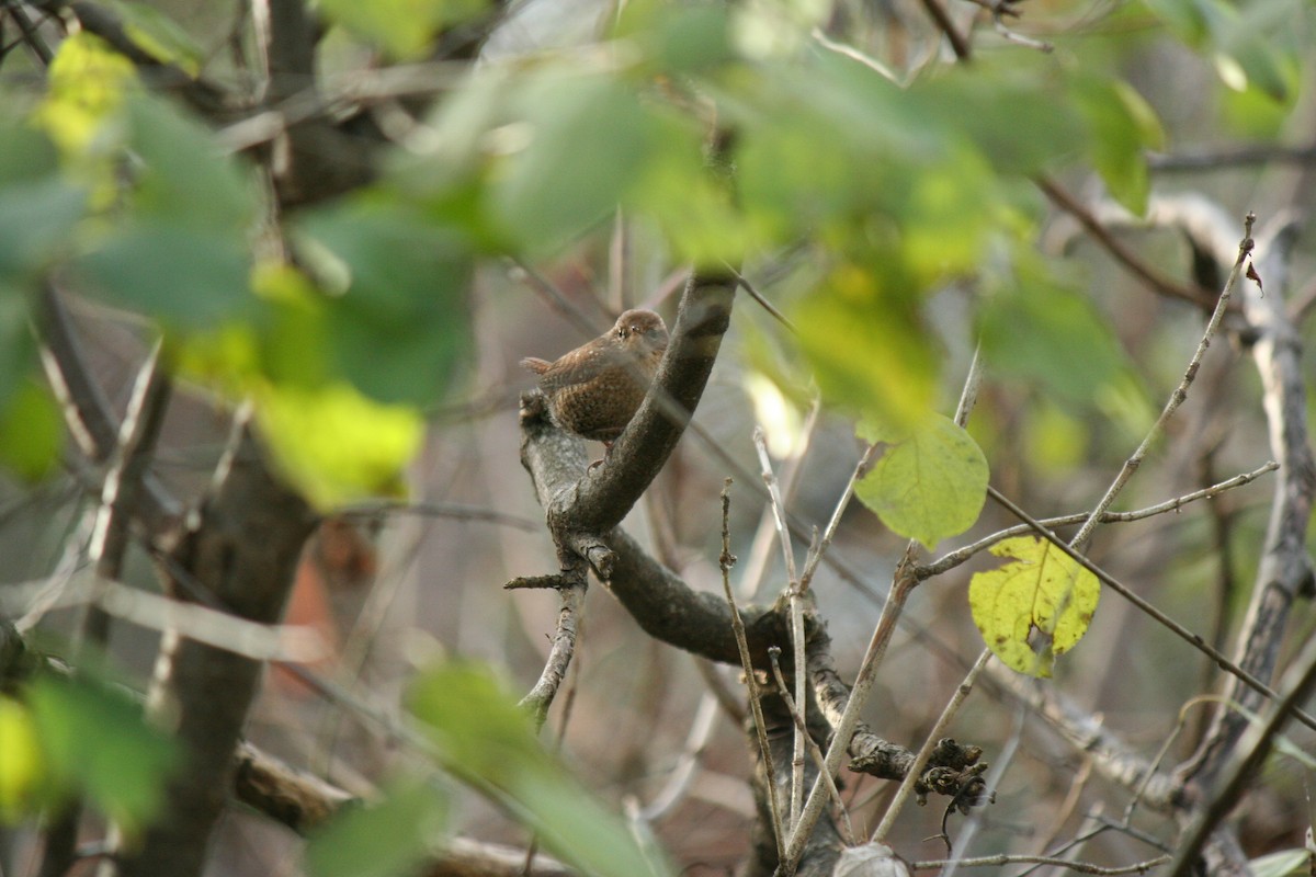 Winter Wren - ML645180559