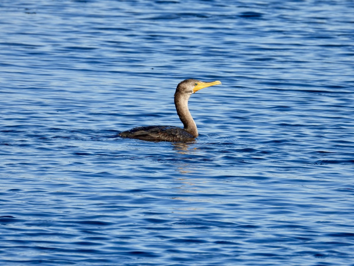 totoppskarv - ML645180565