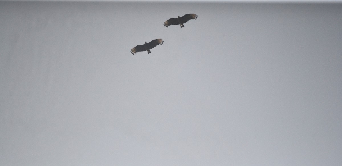 Катарта чорна - ML645180570