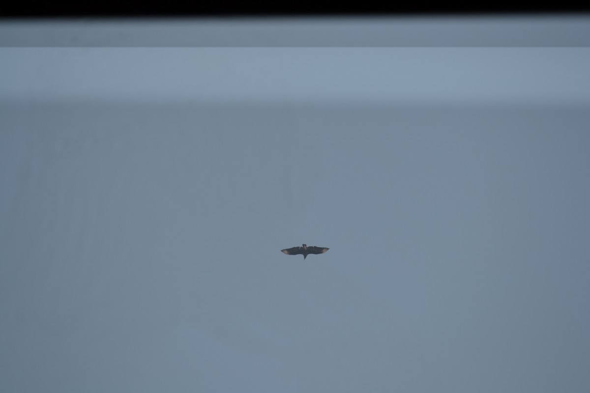 Катарта чорна - ML645180571