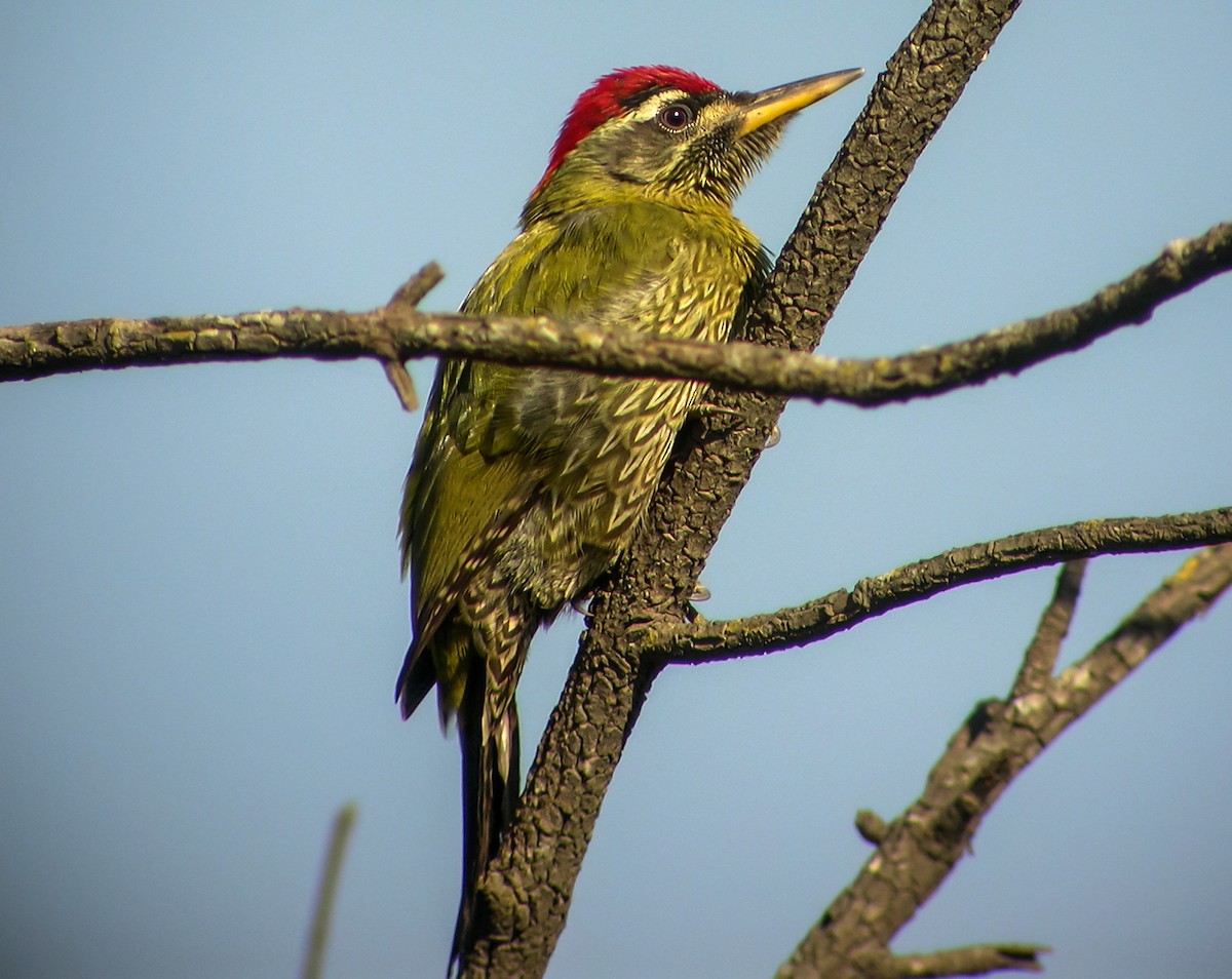 Streak-throated Woodpecker - ML645180584