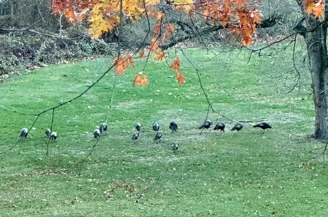 Wild Turkey - ML645180589