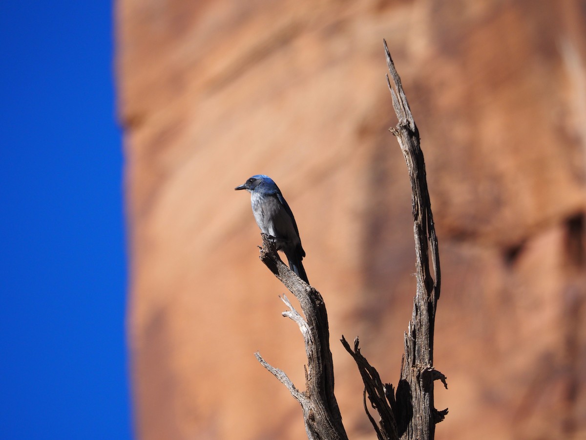 Woodhouse's Scrub-Jay - ML645180599