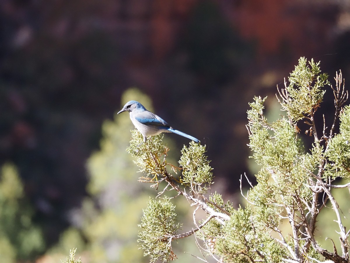 Woodhouse's Scrub-Jay - ML645180600