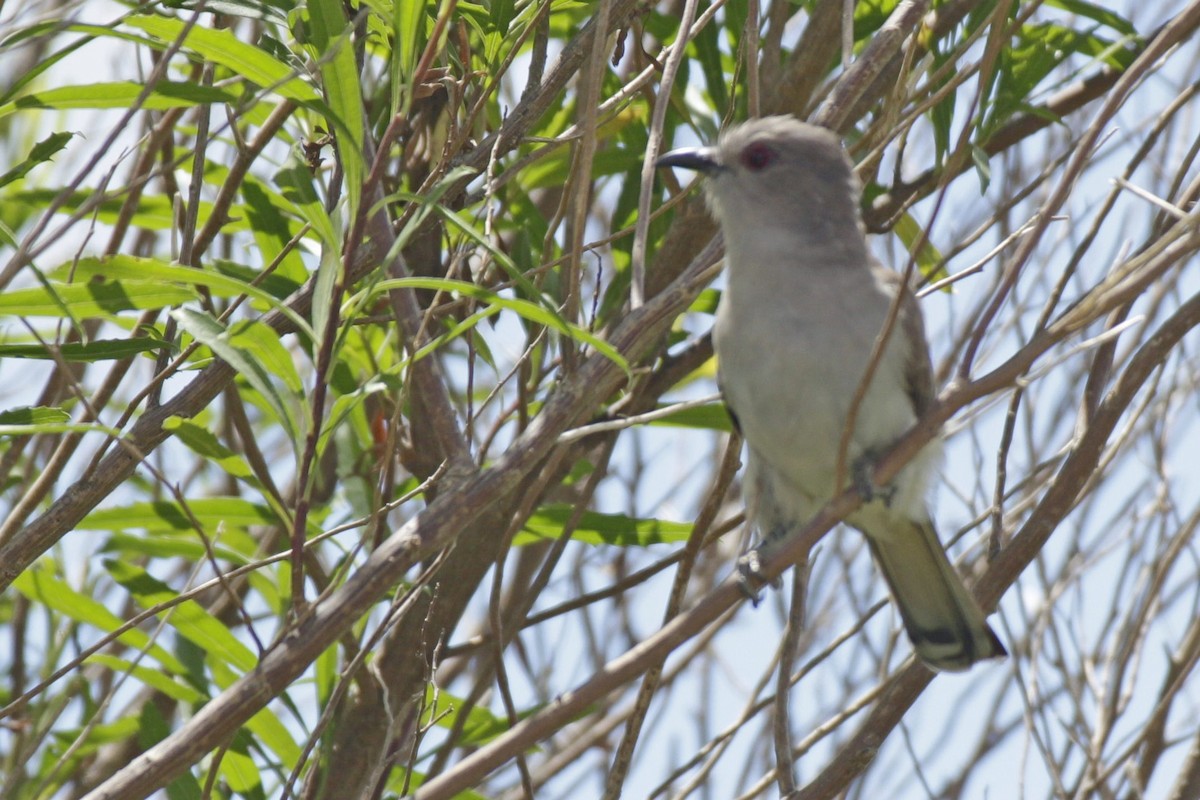 Graukehlkuckuck - ML645180607