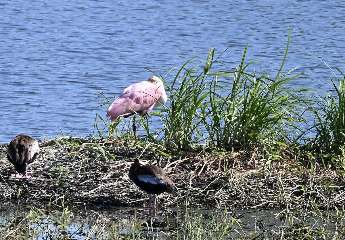 Espátula Rosada - ML645180616