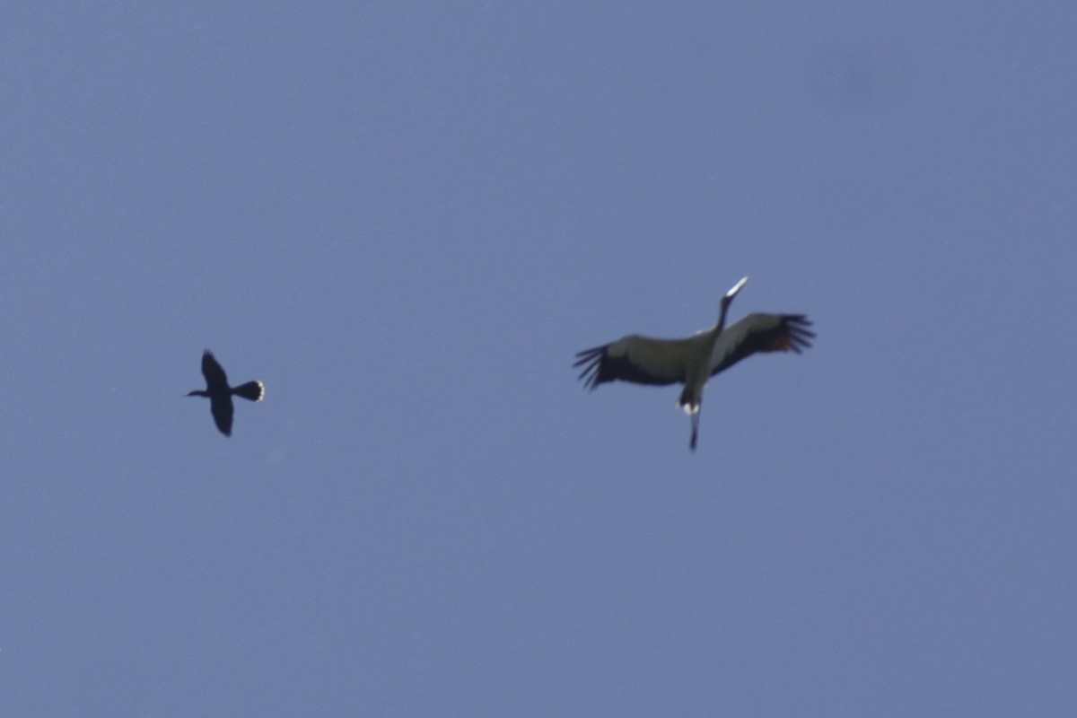 Anhinga - ML645180620