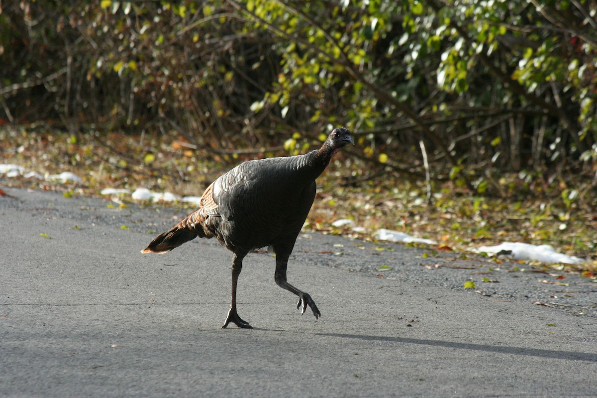 Wild Turkey - ML645180646