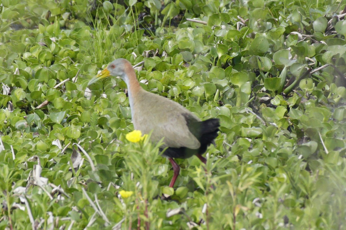 Giant Wood-Rail - ML645180649