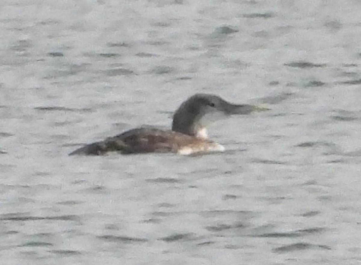 Strolaga beccogiallo - ML645180661