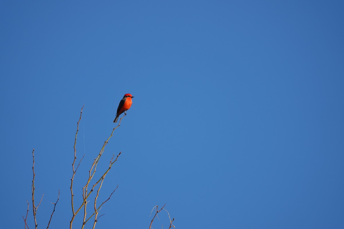 Moucherolle vermillon - ML645180662