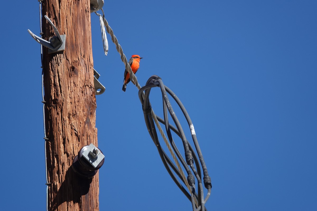 Moucherolle vermillon - ML645180664