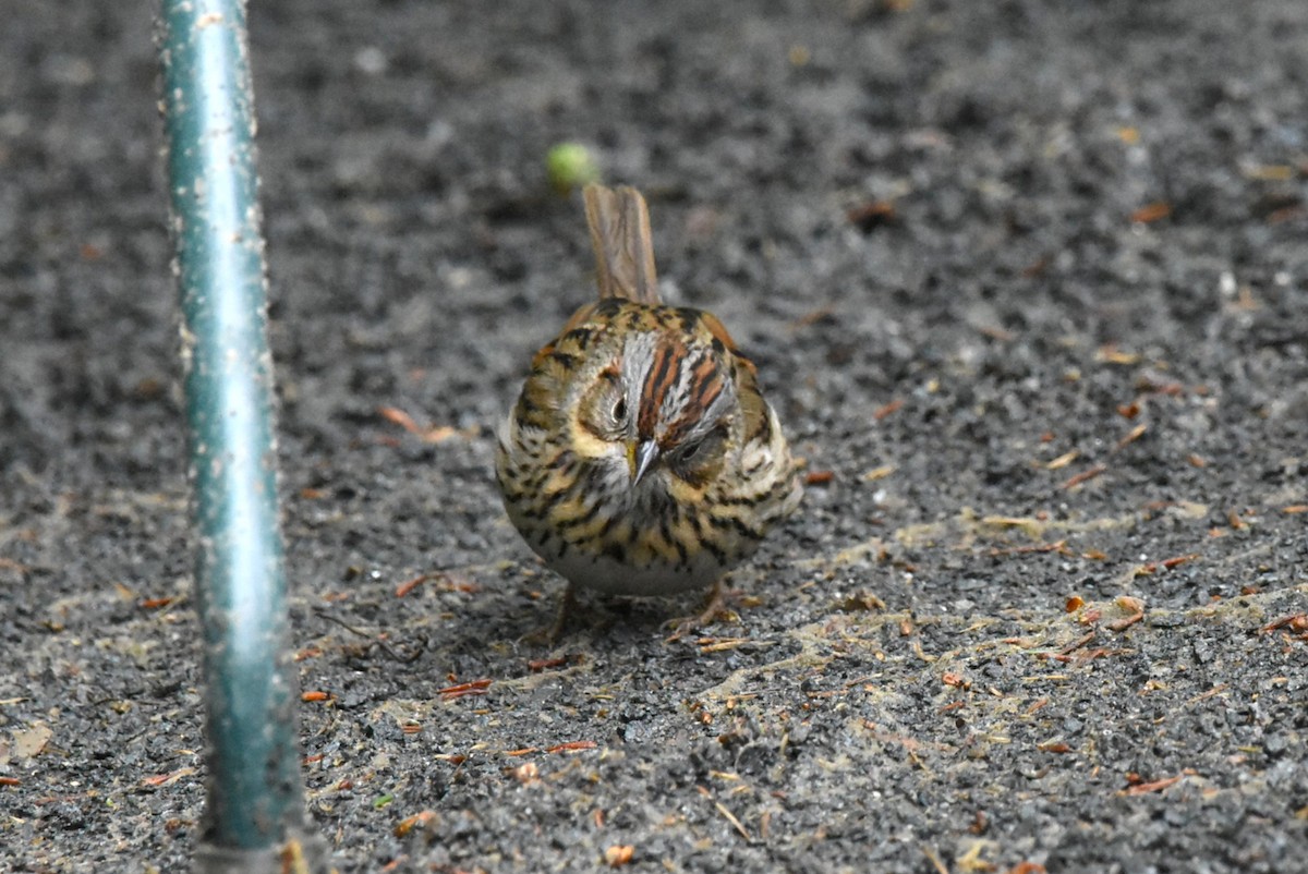 Lincoln's Sparrow - ML645180665
