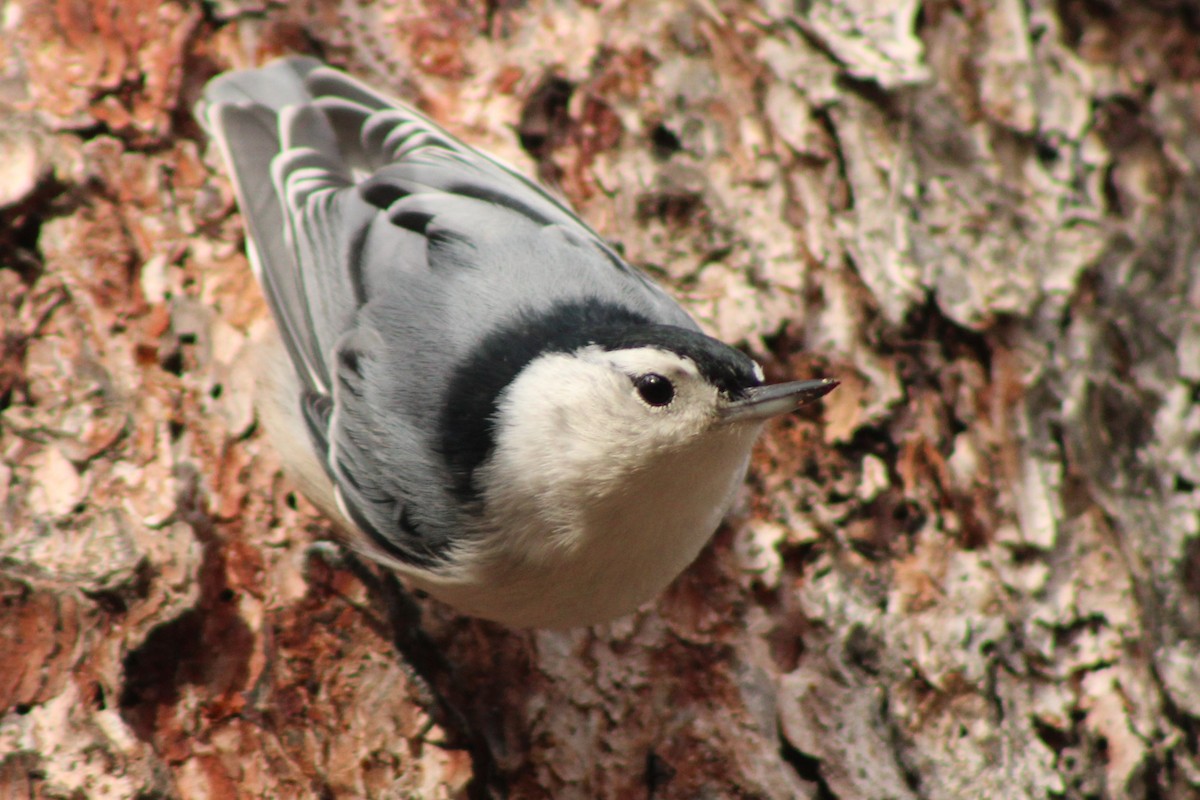 Sittelle à poitrine blanche - ML645180666