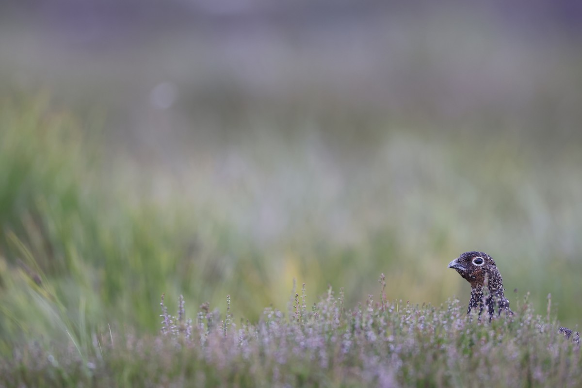 Lagopède d'Écosse - ML645180669