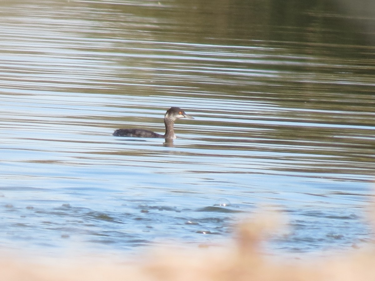 Grèbe à cou noir - ML645180670