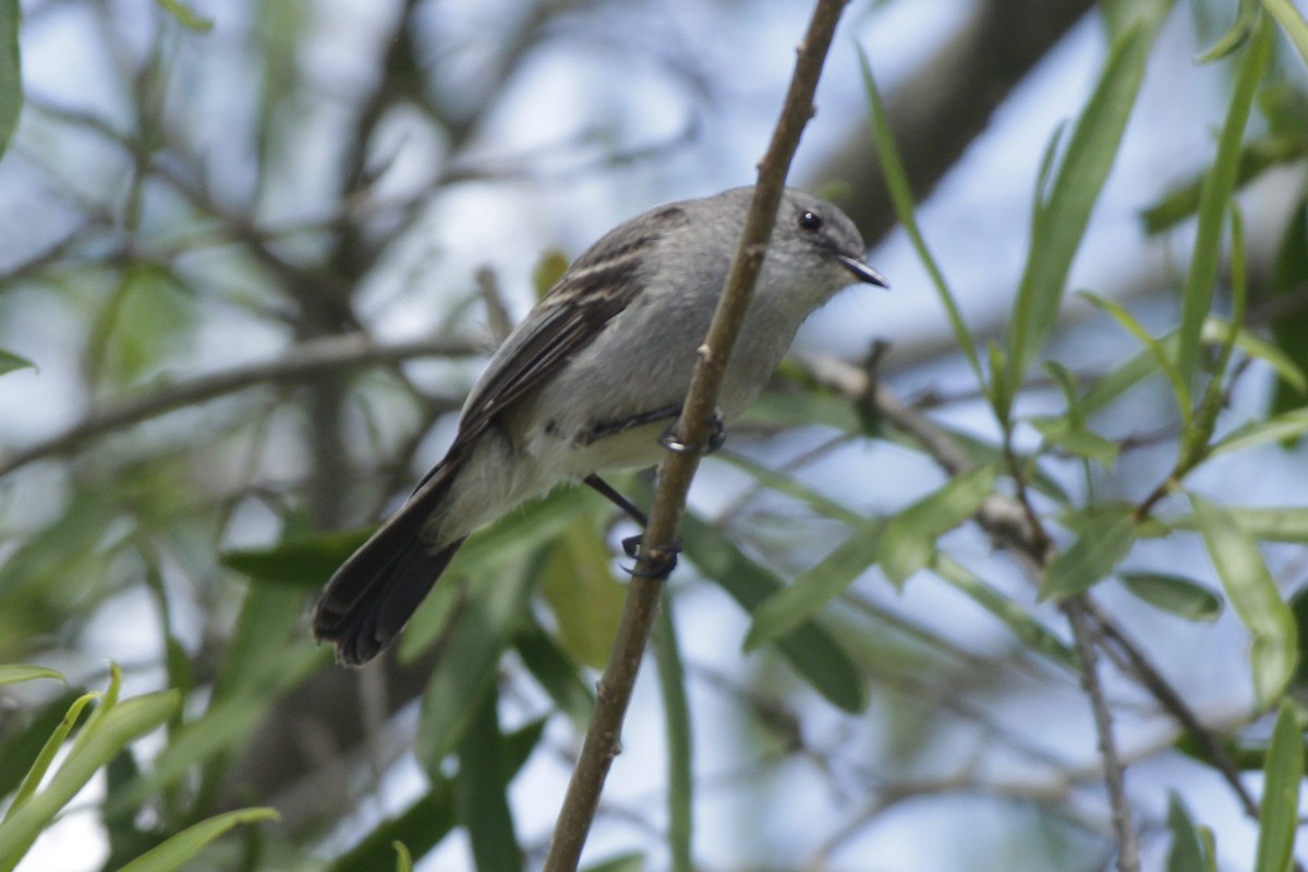 Tyranneau noirâtre - ML645180672