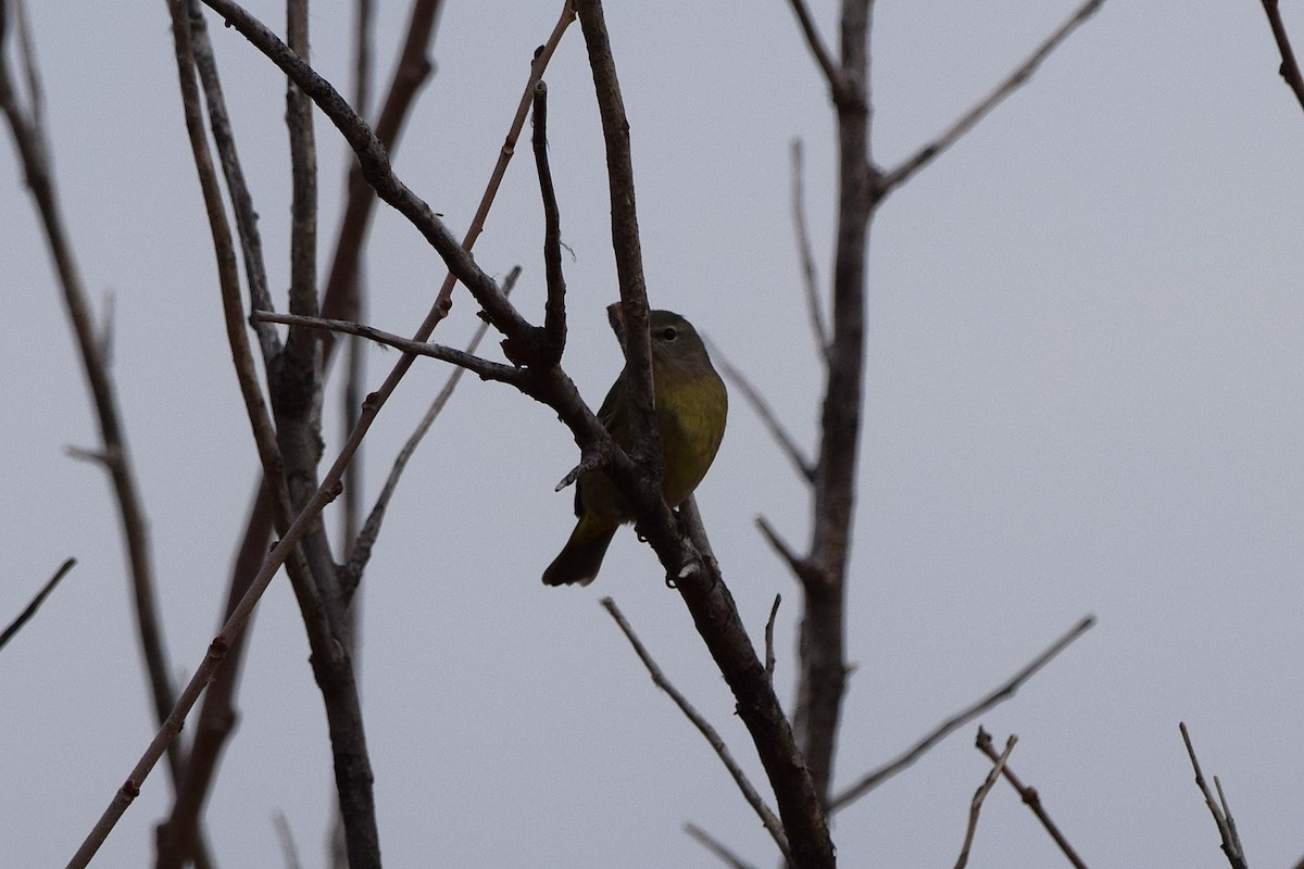 Paruline verdâtre - ML645180676