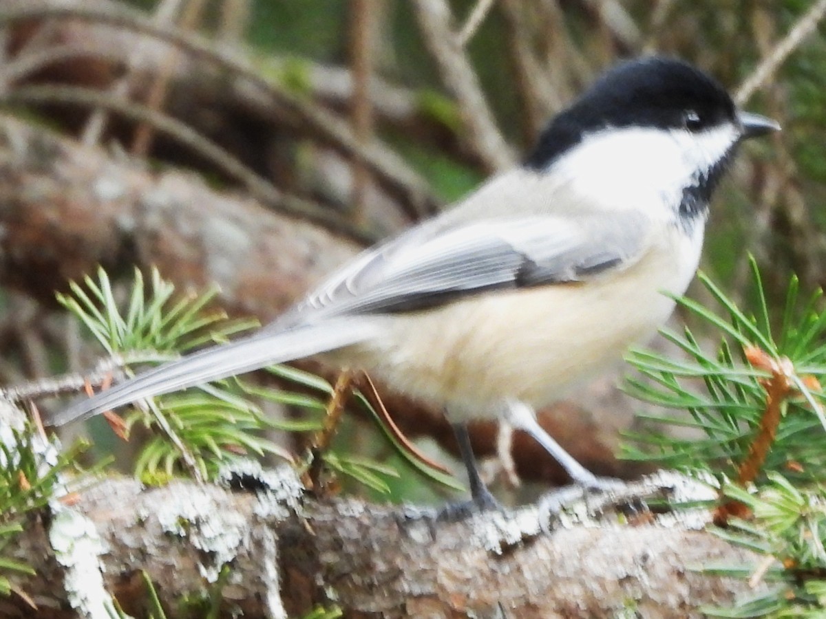 Mésange à tête noire - ML645180677