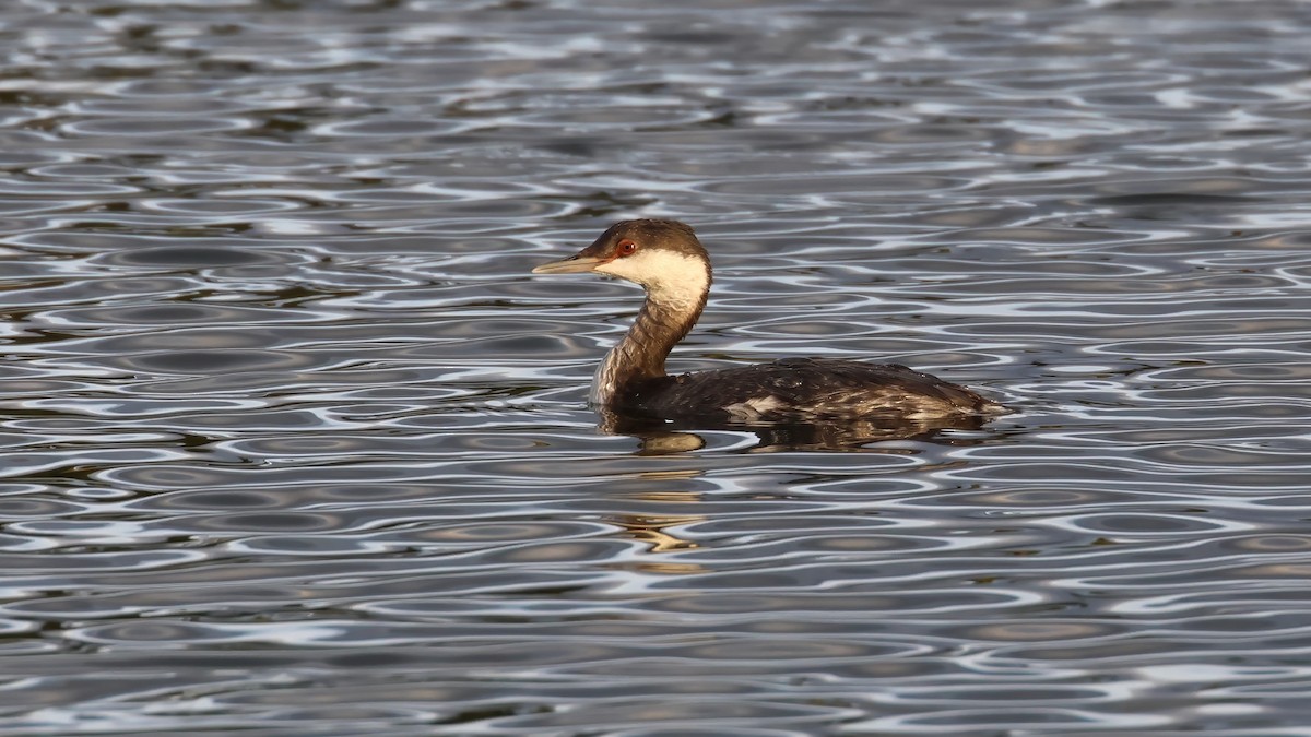 Grèbe esclavon - ML645180678