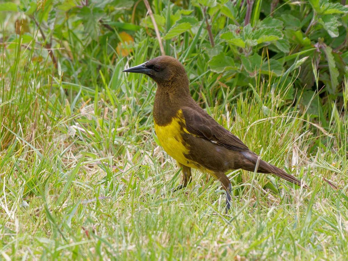 Carouge dragon - ML645180679