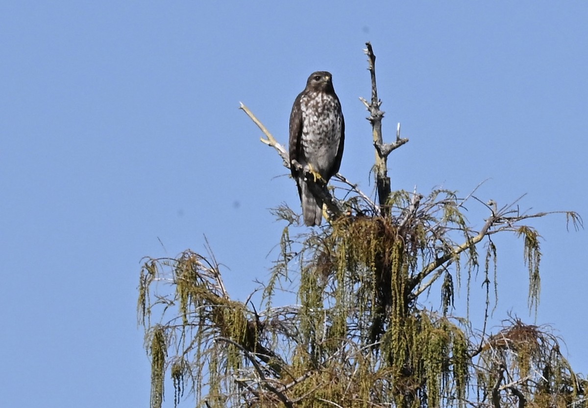 Buse à épaulettes - ML645180680