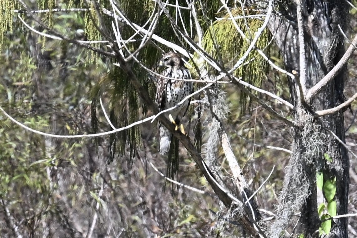 Buse à épaulettes - ML645180681