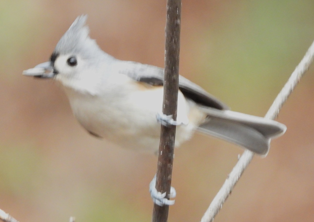 Mésange bicolore - ML645180685