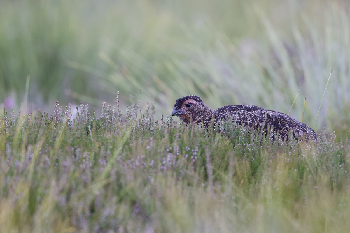 Lagopède d'Écosse - ML645180686