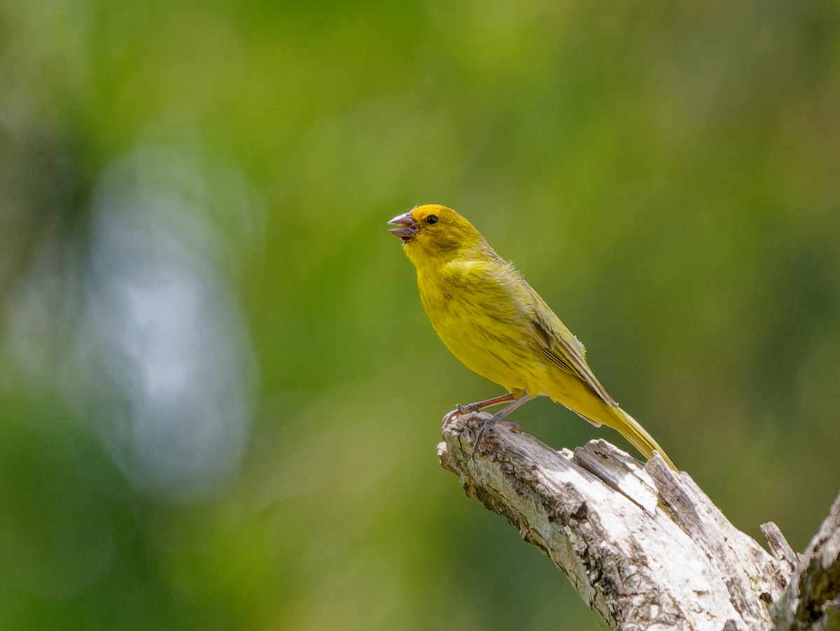 Sicale bouton-d'or - ML645180687