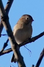 Bruant des champs - ML645180688