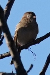 Bruant des champs - ML645180689