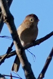 Bruant des champs - ML645180690