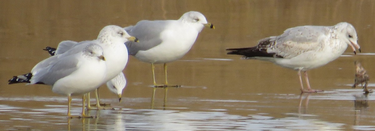 Goéland à bec cerclé - ML645180691