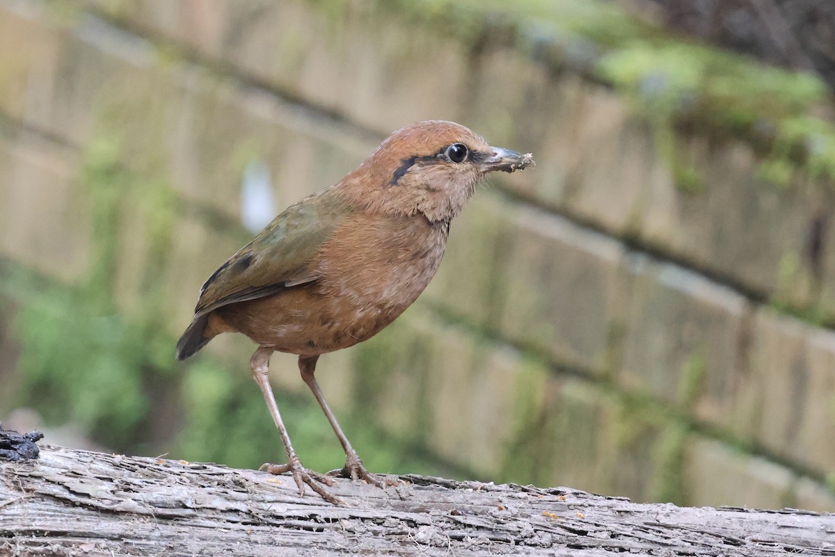 Brève à nuque fauve - ML645180692