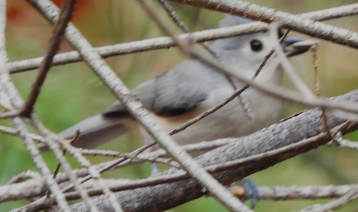 Mésange bicolore - ML645180693
