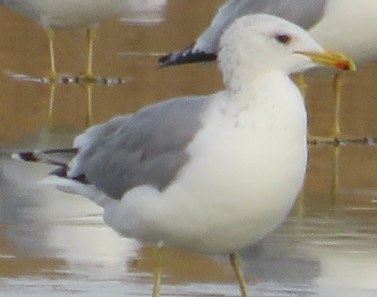 Goéland de Californie - ML645180694