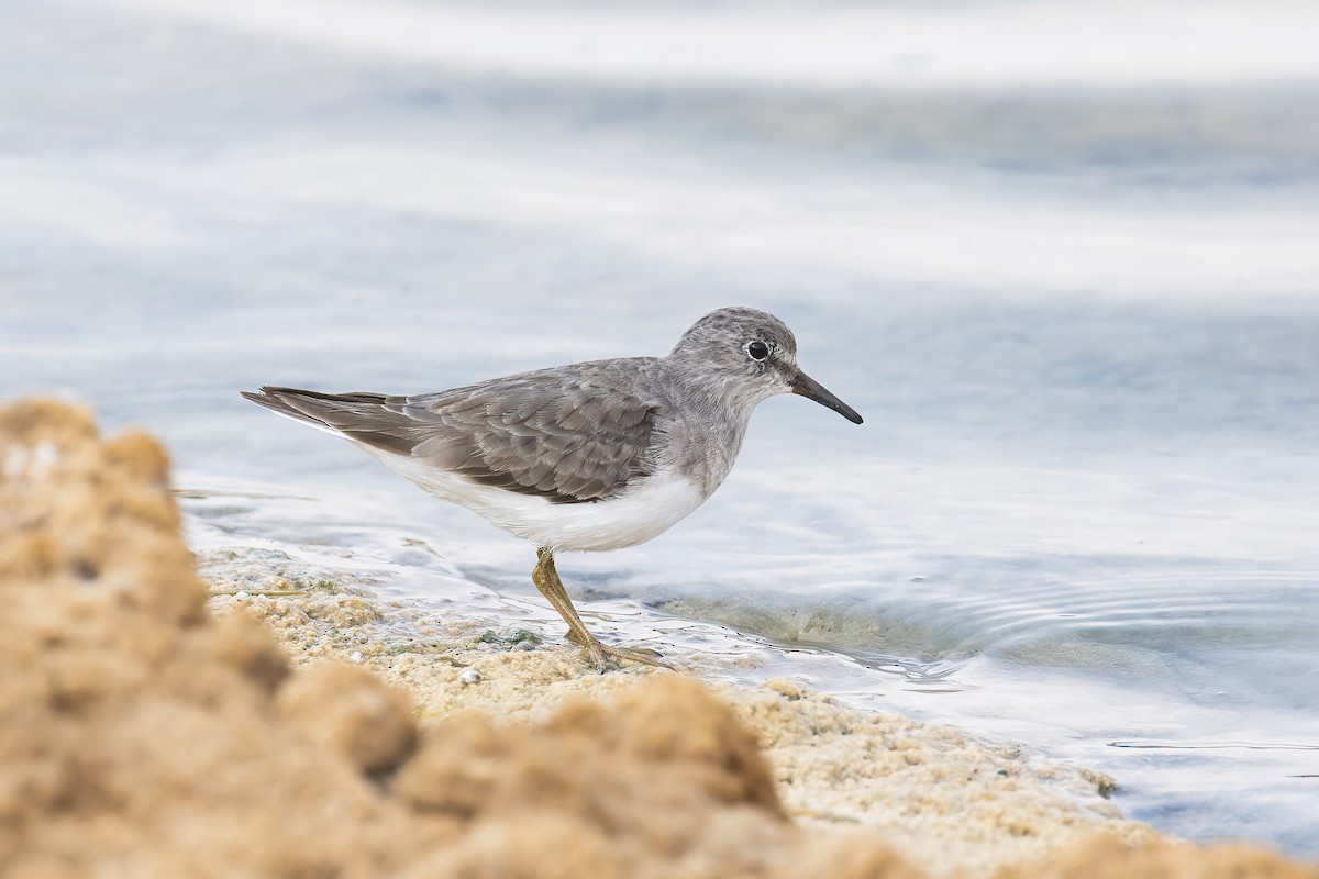 Bécasseau de Temminck - ML645180695