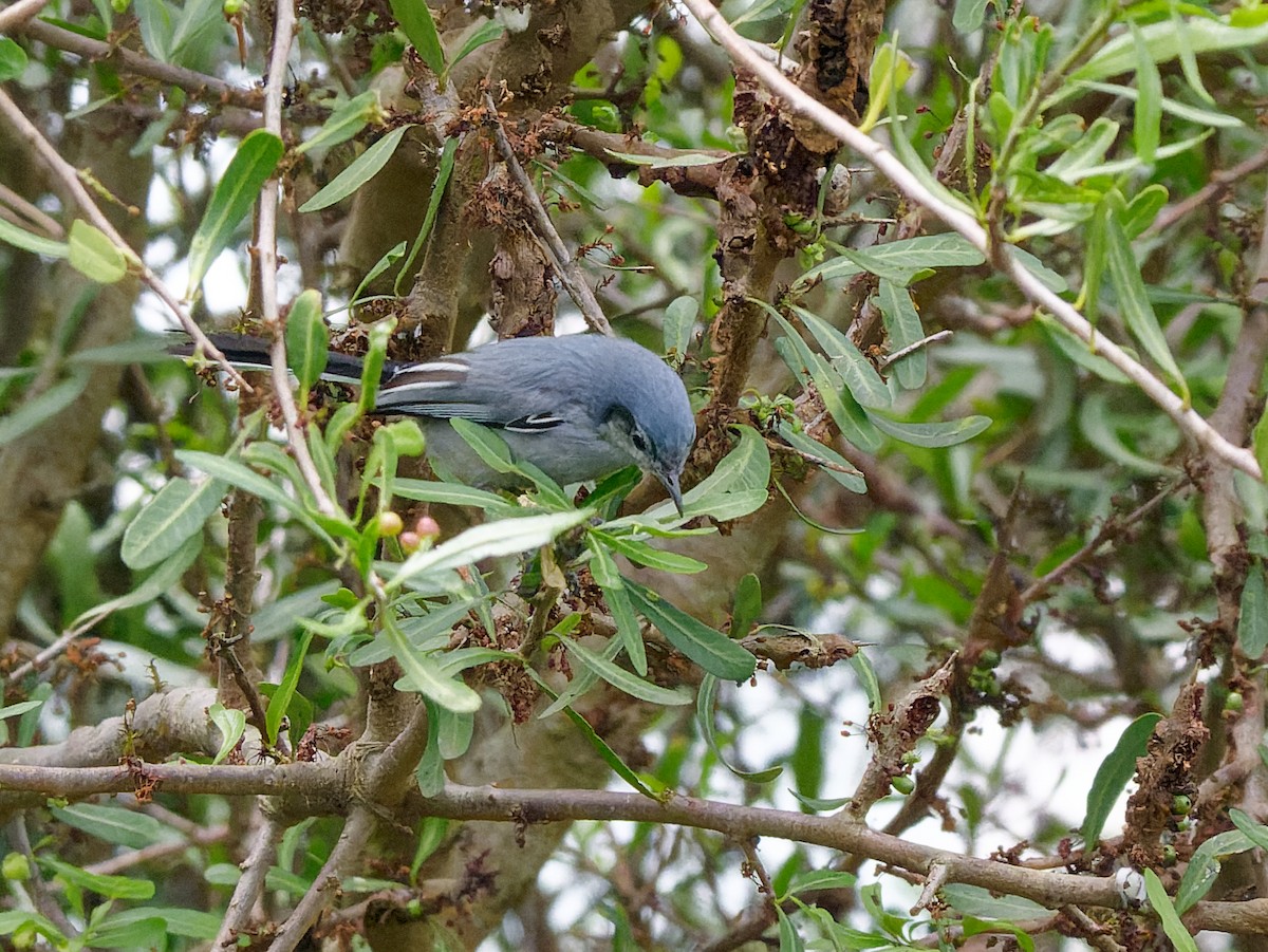 Gobemoucheron masqué - ML645180698
