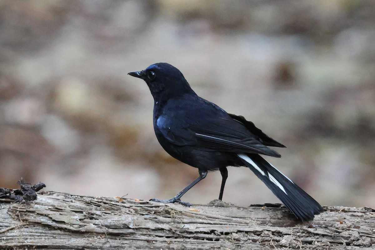 Myiomèle à queue blanche - ML645180705