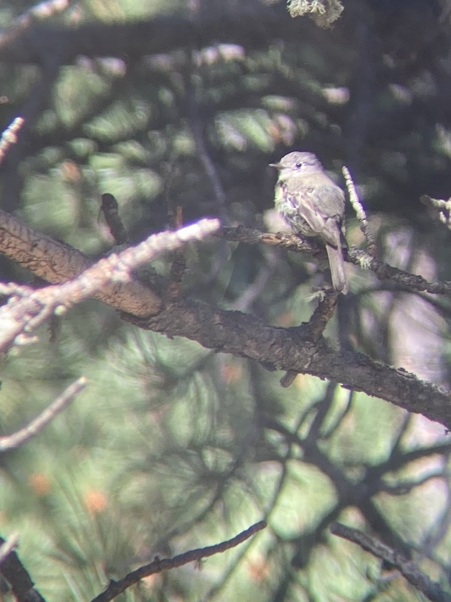 Hammond's Flycatcher - ML645180712