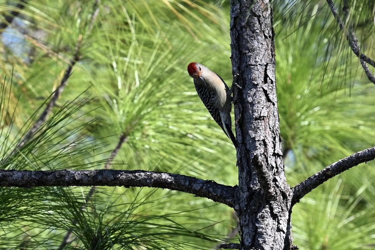 Carpintero de Carolina - ML645180713