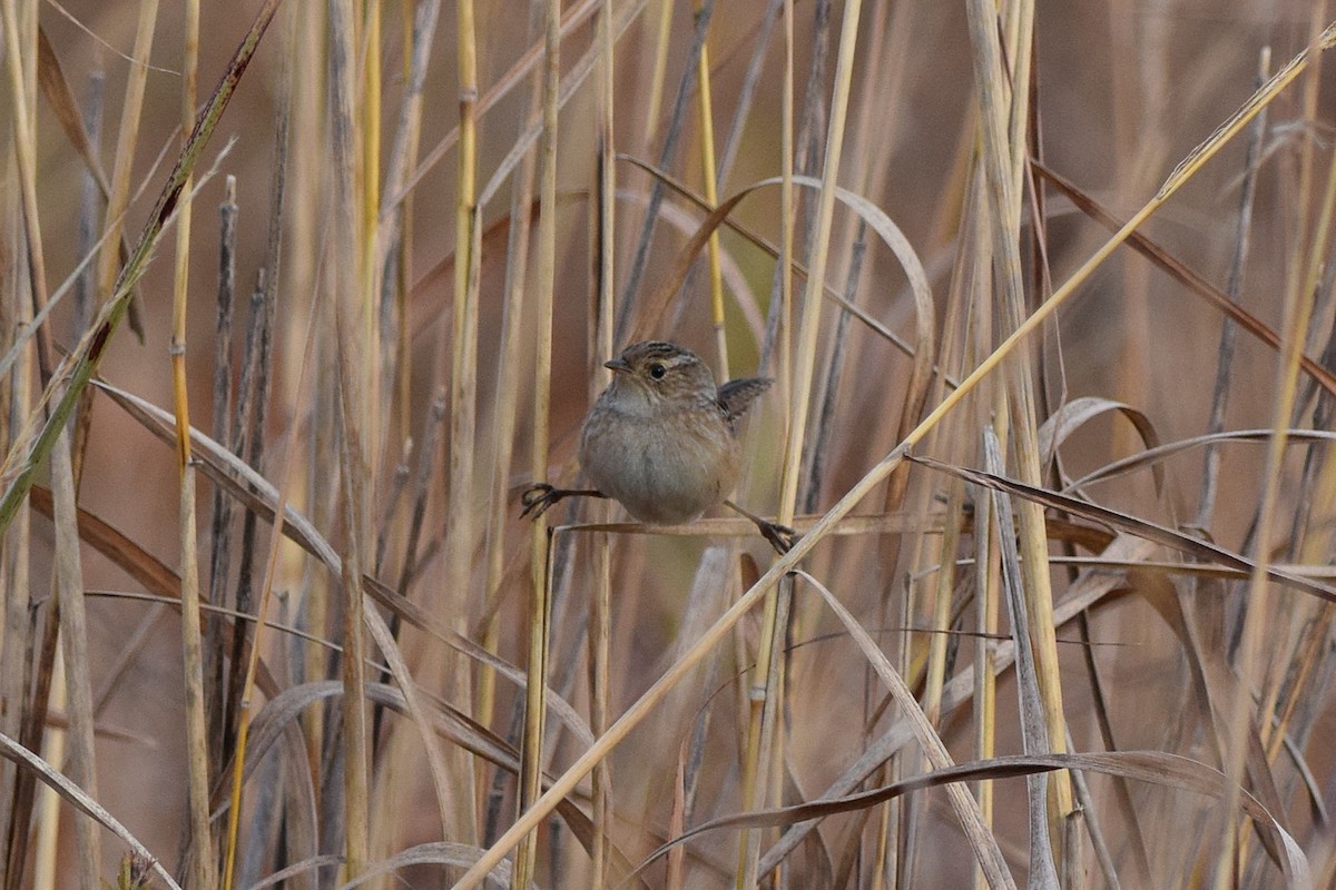 Sedge Wren - ML645180720