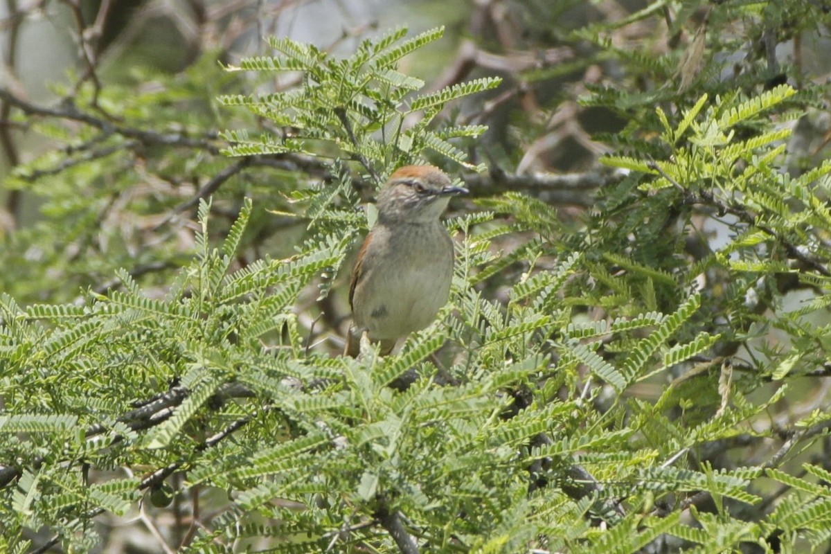 Pale-breasted Spinetail - ML645180723