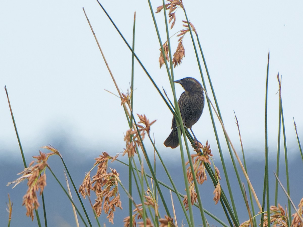 Varillero Aliamarillo - ML645180737