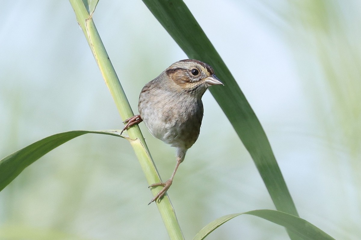 Swamp Sparrow - ML645180742